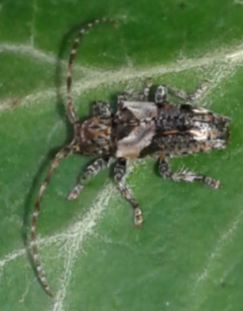 Cerambycidae: Pogonocherus hispidus? S